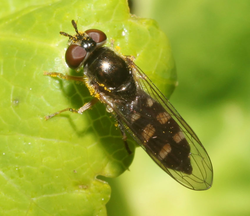 Platycheirus scutatus ♀ e ♂ (Syrphidae)